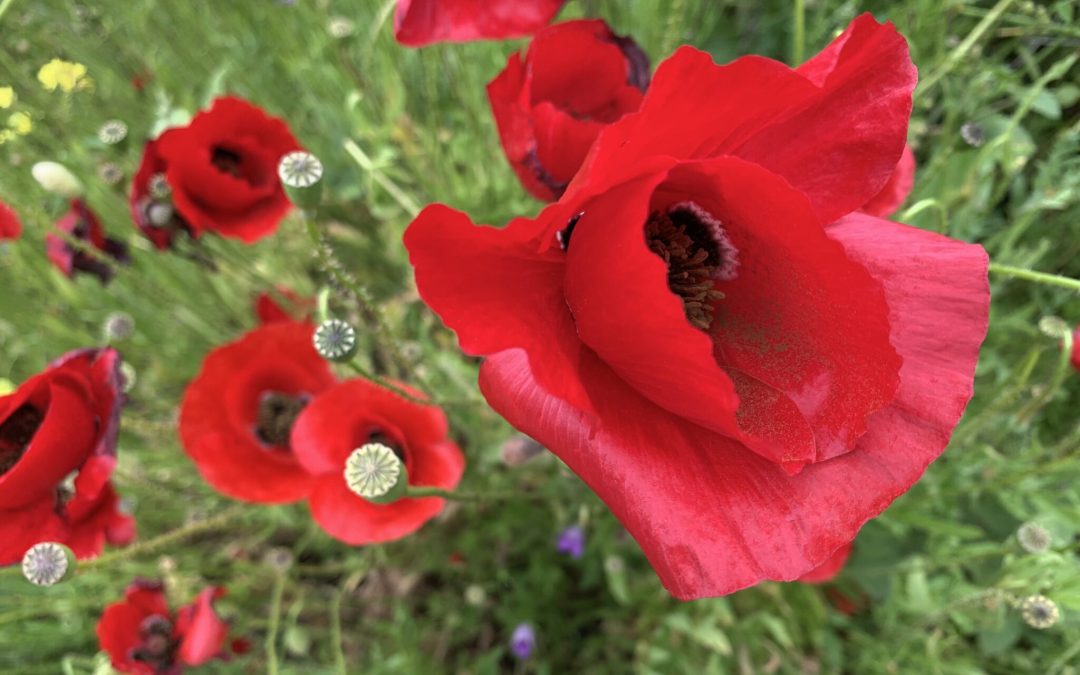 Red poppies