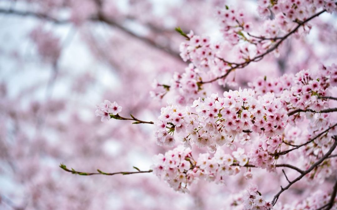 Pink blossom